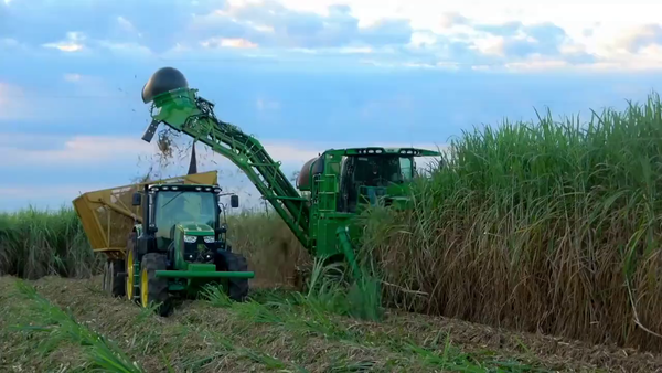 美国甘蔗收割作业，就像流水线一样，一个小时收割450吨